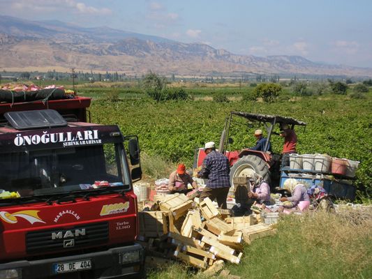 ÖNOĞULLARI MANAVI galerisi resim 18
