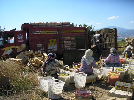 ÖNOĞULLARI MANAVI galerisi resim 20