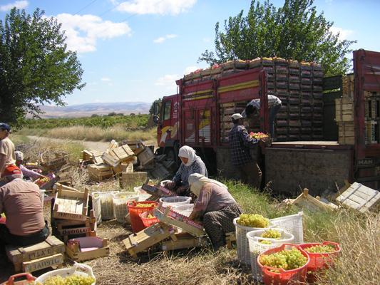ÖNOĞULLARI MANAVI galerisi resim 21