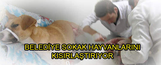 BELEDİYENİN SOKAK HAYVANLARI KISIRLAŞTIRMA