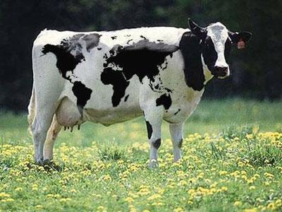 Süt Sığırcılığı Hayvan Temin İhalesi Yapıldı
