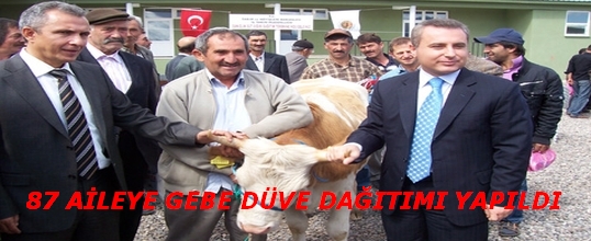 87 Aileye Gebe Düve Dağıtımı Yapıldı