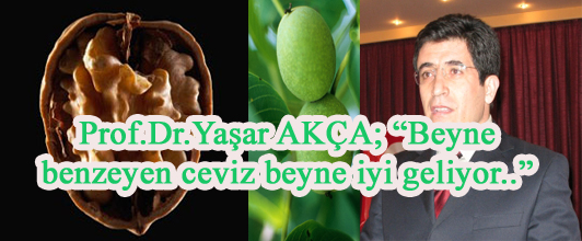 Beyne benzeyen ceviz beyne iyi geliyor