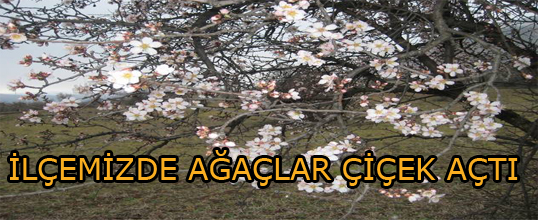 İlçemizde Bazı Ağaçlar Çiçek Açtı