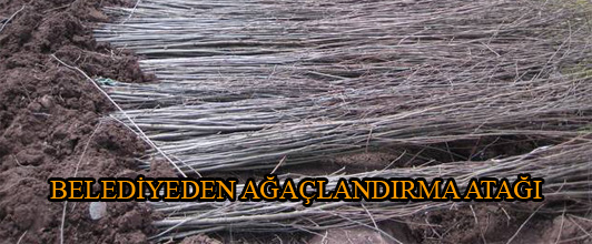Belediyeden Ağaçlandırma Atağı