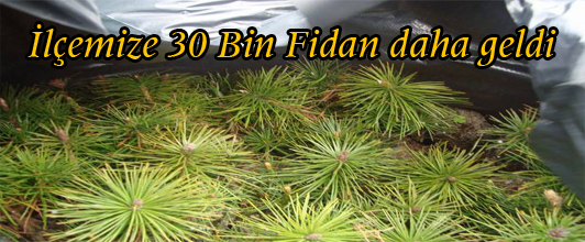 Belediyeden 30 Bin Çam Fidanı daha geldi