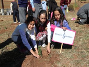 İş Bankası 77. Ormanını Şebinkarahisar'da Kurdu