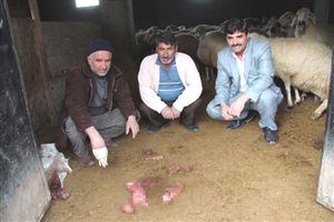 Şebinkarahisar'da Koyunların Aşıdan Sonra Yavru Attığı İddiası