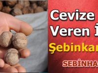 Cevize adını veren ilçe: Şebinkarahisar